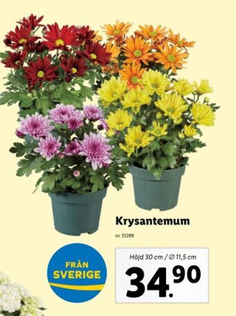 Lidl Krysantemum erbjuda