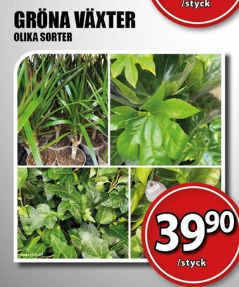 Extra Mjällby Stormarknad GRÖNA VÄXTER erbjuda