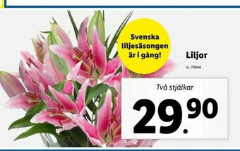 Lidl Liljor erbjuda