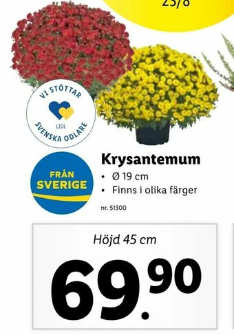Krysantemum