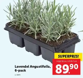 Lidl Lavendel Angustifolia, 6-pack erbjuda