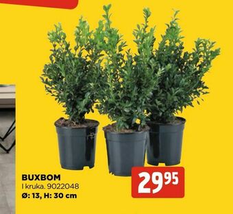 Jem&Fix Buxbom erbjuda