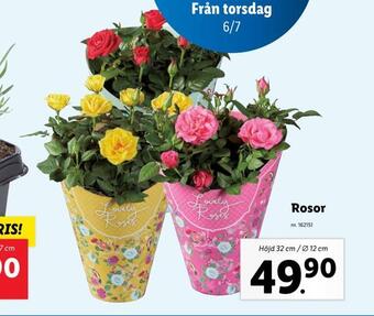 Lidl Rosor erbjuda