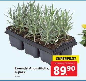 Lidl Lavendel angustifolia erbjuda