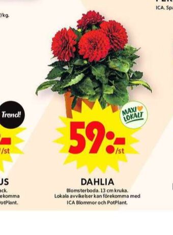 ICA Maxi Blomsterboda plantor erbjuda