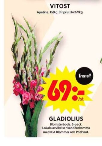 ICA Maxi Blomsterboda blommor erbjuda