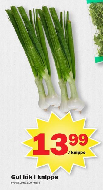 Pekås Gul lök i knippe erbjuda