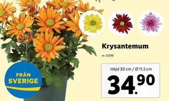 Lidl Krysantemum erbjuda