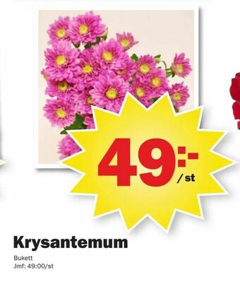 Pekås Krysantemum erbjuda