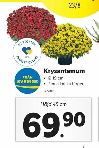 Lidl Krysantemum erbjuda
