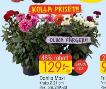 EKO Plantor erbjuda