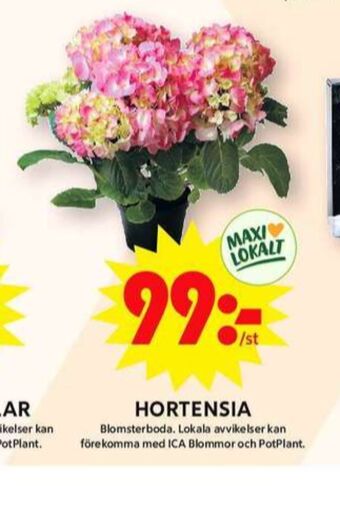 ICA Maxi Blomsterboda plantor erbjuda