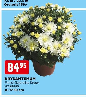 Jem&Fix Krysantemum erbjuda