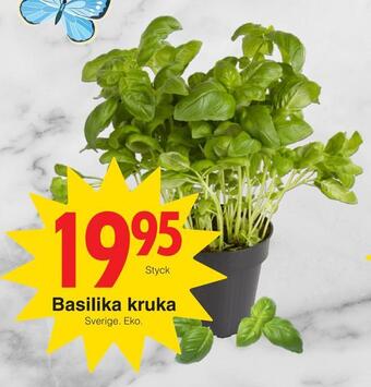Matöppet Basilika kruka erbjuda