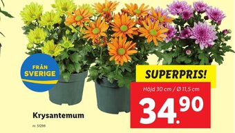Lidl Krysantemum erbjuda