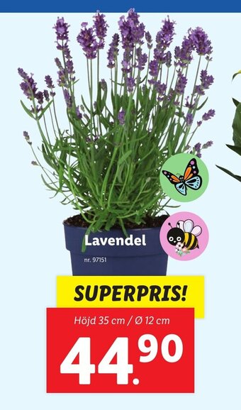 Lidl Lavendel erbjuda