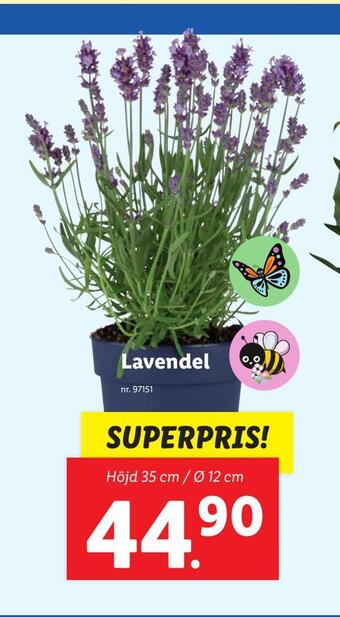 Lidl Lavendel erbjuda
