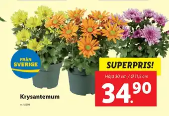 Trefl plantor