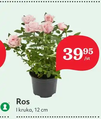 Hemköp Ros erbjuda