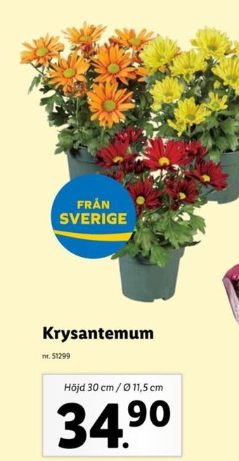 Lidl Krysantemum erbjuda