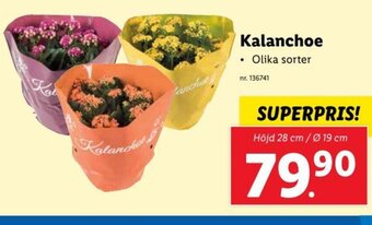 Lidl Kalanchoe erbjuda