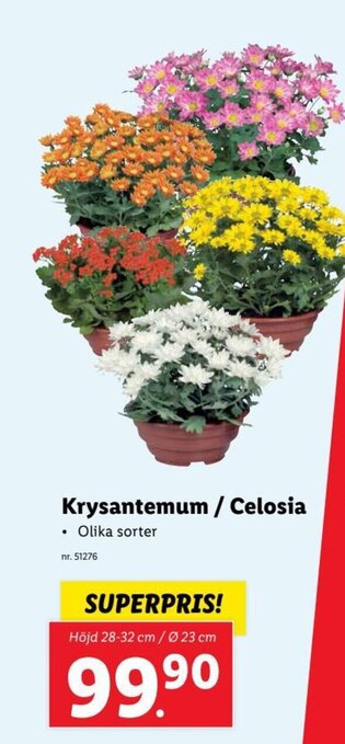 Lidl Krysantemum / Celosia erbjuda