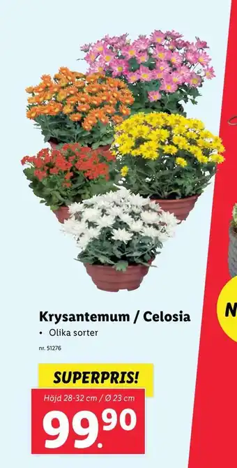 Lidl Krysantemum / celosia erbjuda