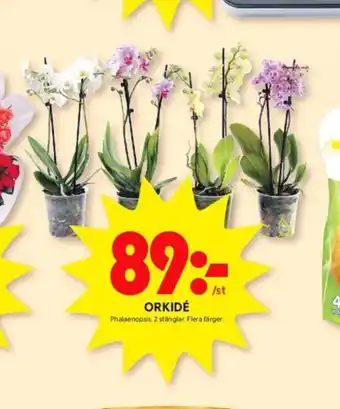 ICA Kvantum Hipp krukväxt erbjuda