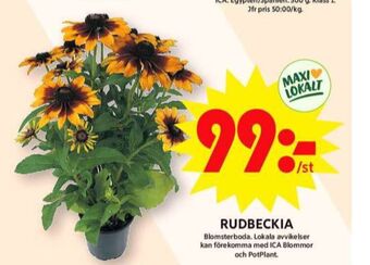 ICA Maxi Blomsterboda plantor erbjuda