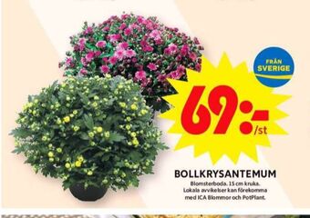ICA Maxi Blomsterboda plantor erbjuda