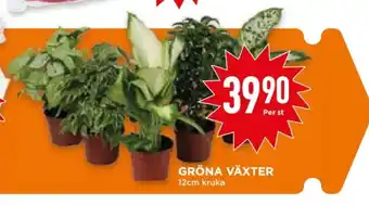 Sprite zero krukväxt