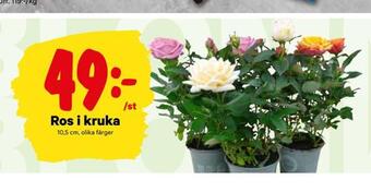 Ros i kruka