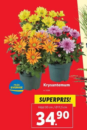 Lidl Krysantemum erbjuda