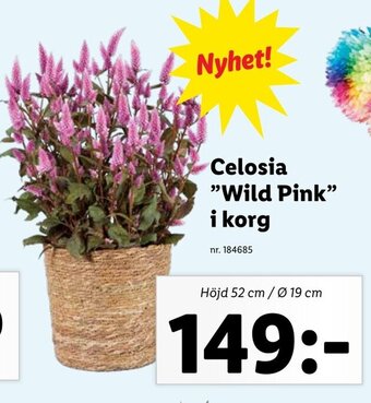 Celosia "Wild Pink" i korg