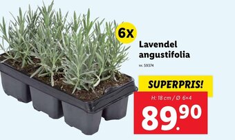 Lidl Lavendel angustifolia erbjuda