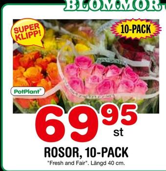 Nya Pulsen Rosor, 10-pack erbjuda