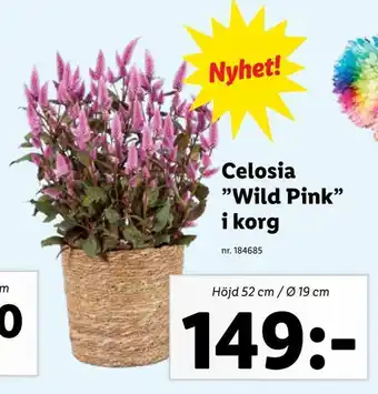 Lidl Celosia wild pink i korg erbjuda