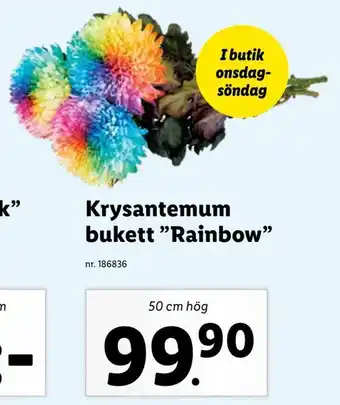 Lidl Krysantemum bukett rainbow erbjuda
