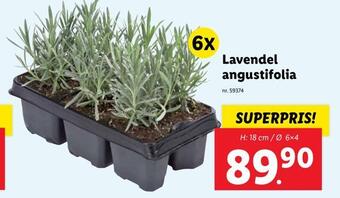 Lidl Lavendel angustifolia erbjuda