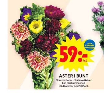 ICA Maxi Blomsterboda blommor erbjuda