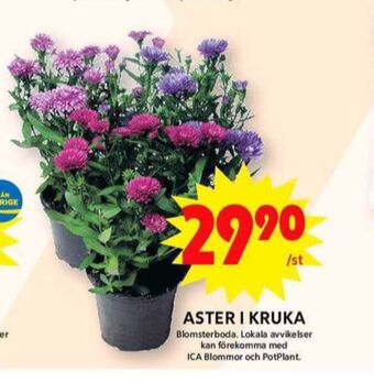 ICA Maxi Blomsterboda plantor erbjuda