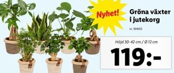 Lidl Gröna växter i jutekorg erbjuda