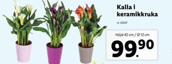 Lidl Kalla i keramikkruka erbjuda