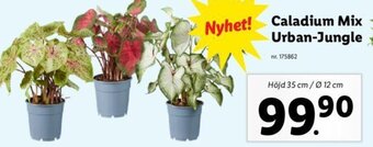 Lidl Caladium Mix Urban-Jungle erbjuda
