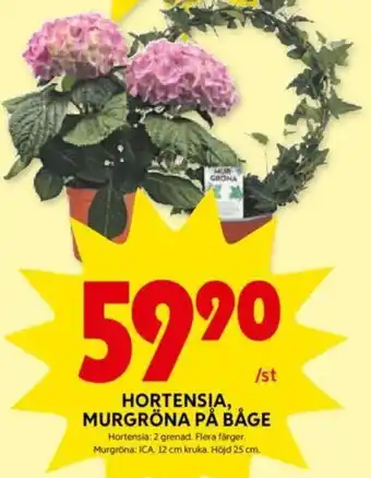 ICA Kvantum HORTENSIA, MURGRÖNA PÅ BÅGE erbjuda