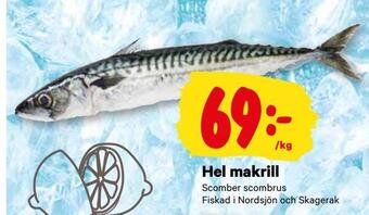 Hel makrill