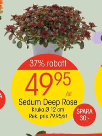 EKO Isadora plantor erbjuda