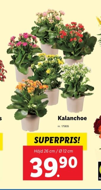 Lidl Livergy krukväxt erbjuda