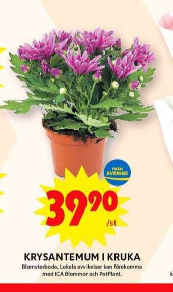 ICA Maxi Blomsterboda plantor erbjuda