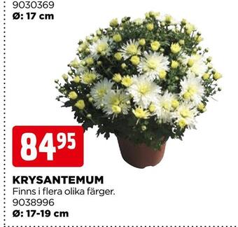 Krysantemum